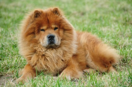 Dangerous Dogs: Chow Chow