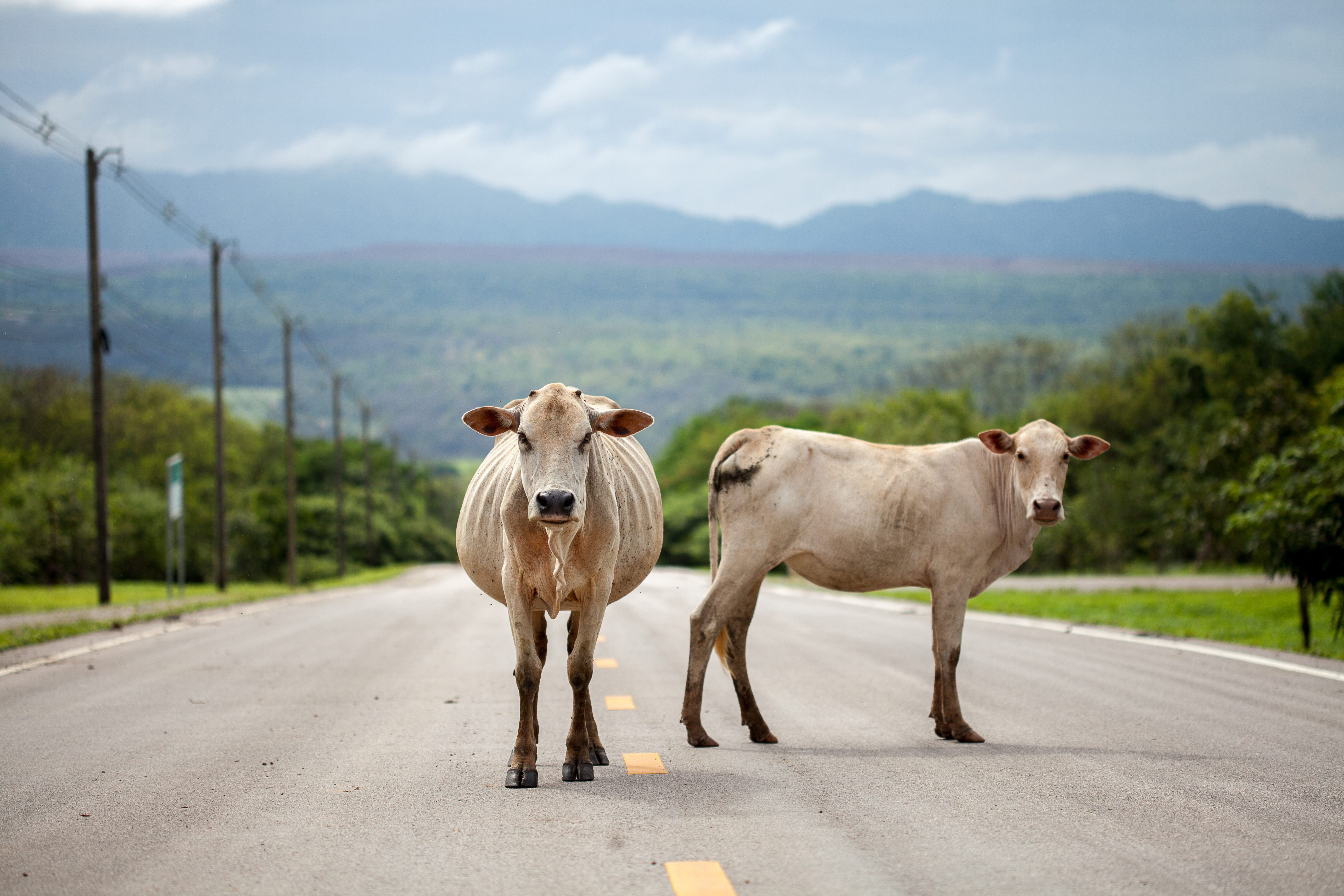 cows in the middle of a road