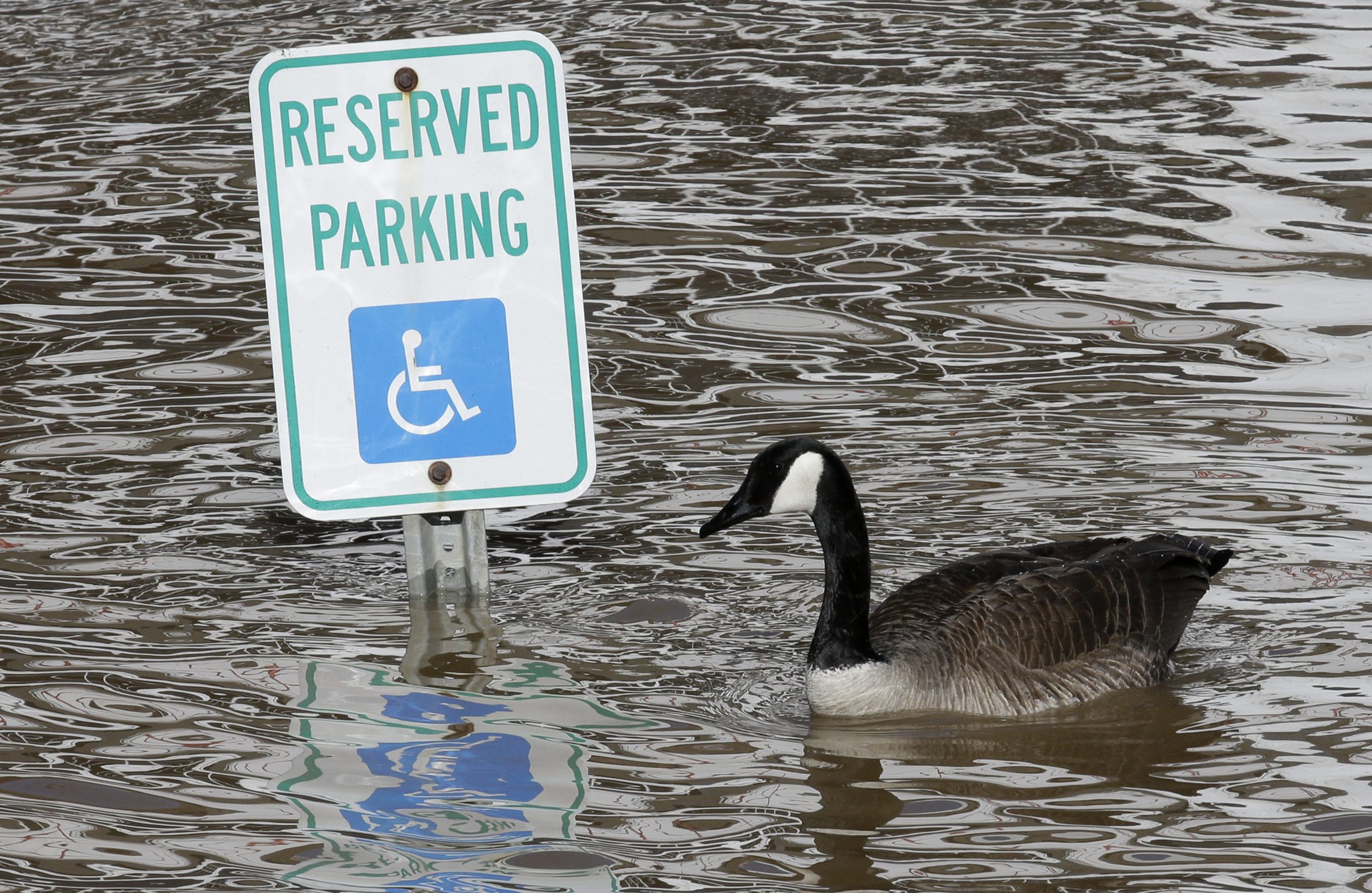 A Canada goose floats past a handicapped parking sign in a parking lot covered by the rising Ohio River, Monday, Feb. 24, 2014, in Cincinnati.