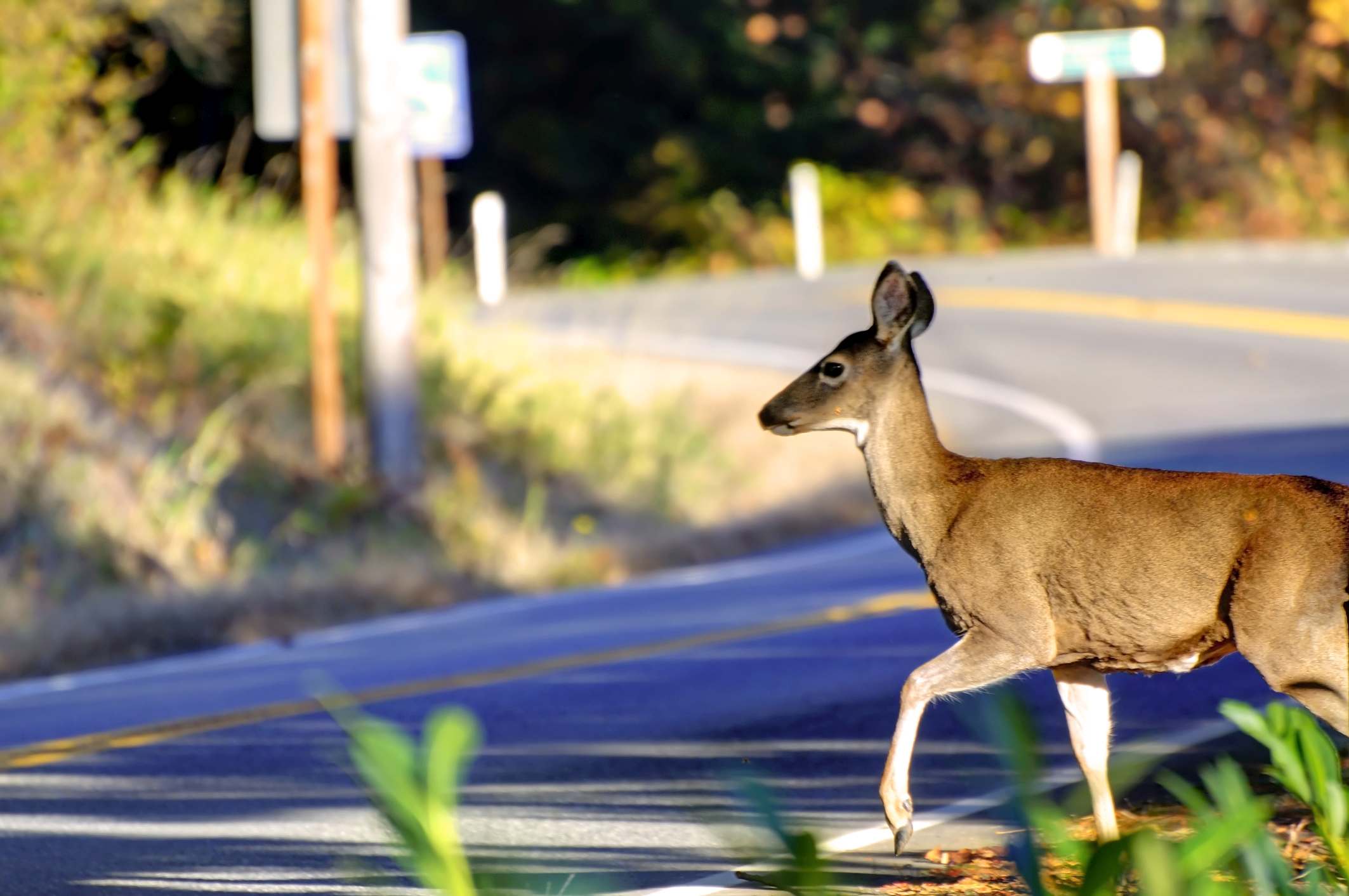 deer crossing a road