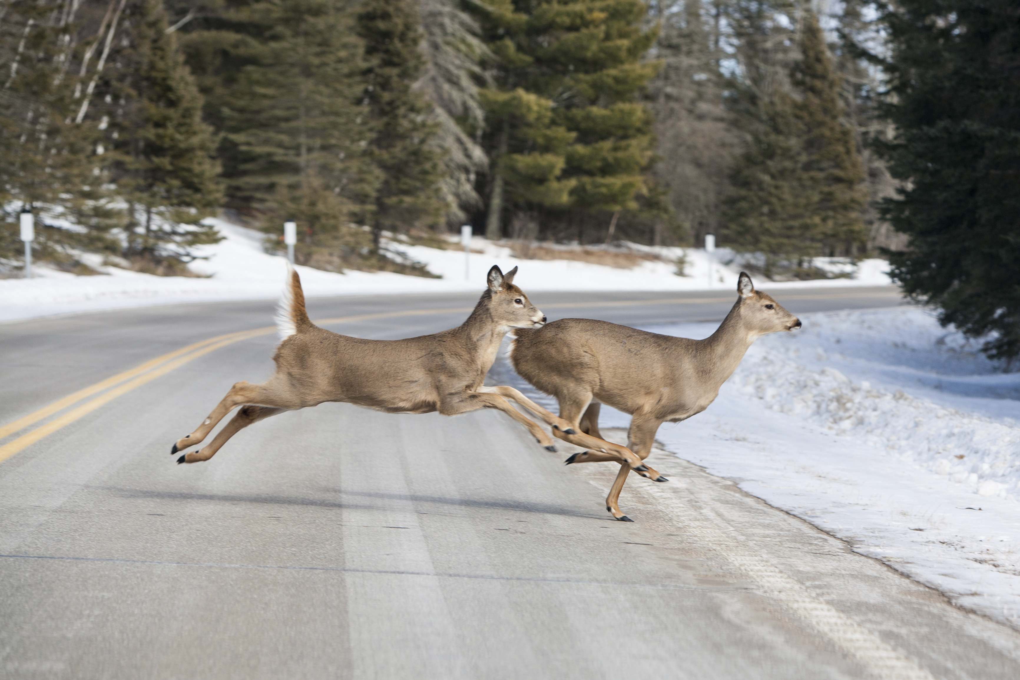 2 deer running across the road