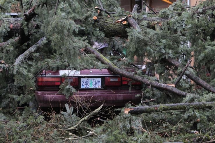 Branches cover a car from a large fir tree that fell on a house overnight