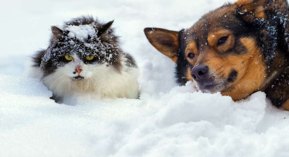 Dog and cat in the snow