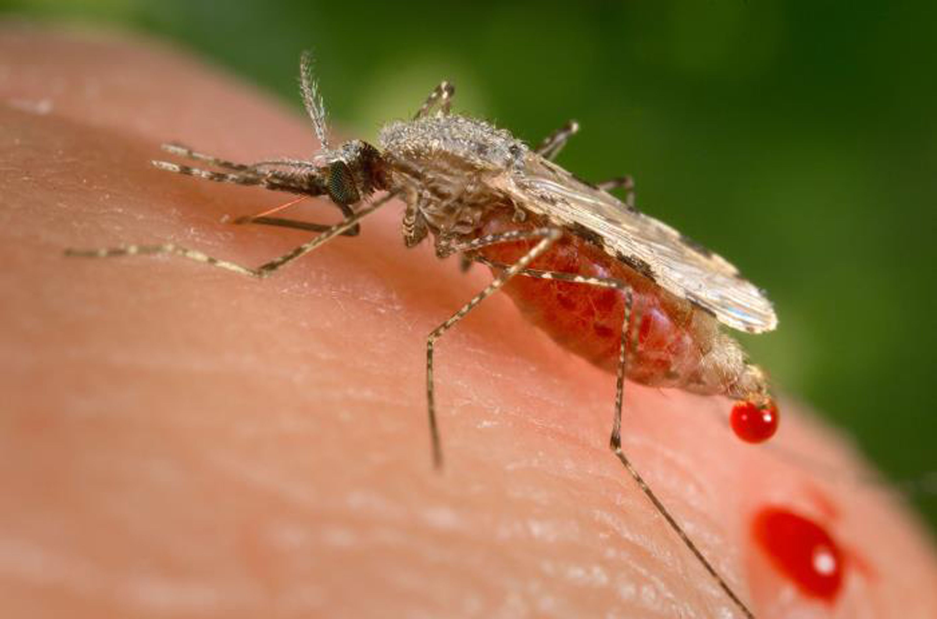a feeding female Anopheles stephensi mosquito crouching forward and downward on her forelegs on a human skin surface