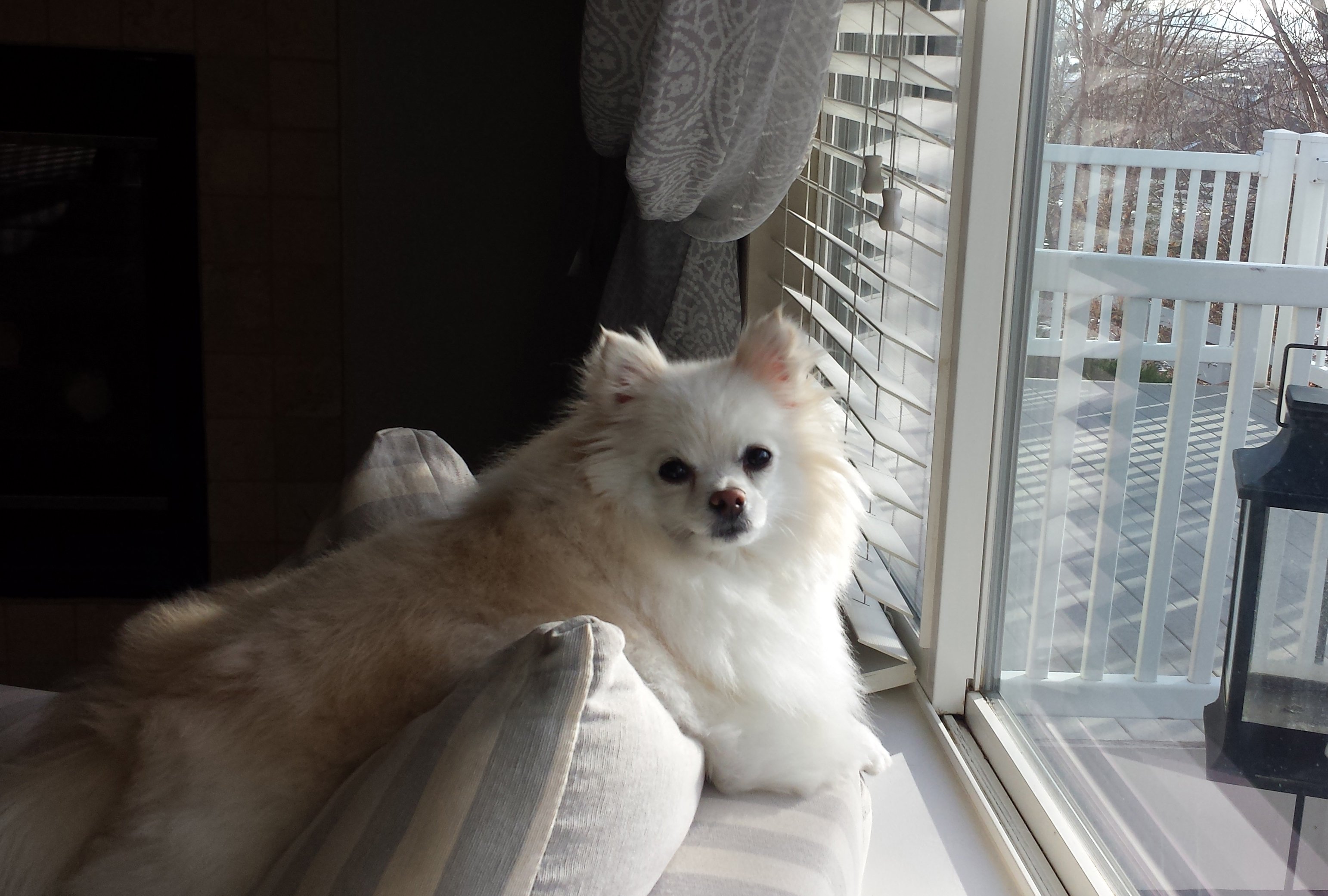 Pomeranian on back of couch looking out window