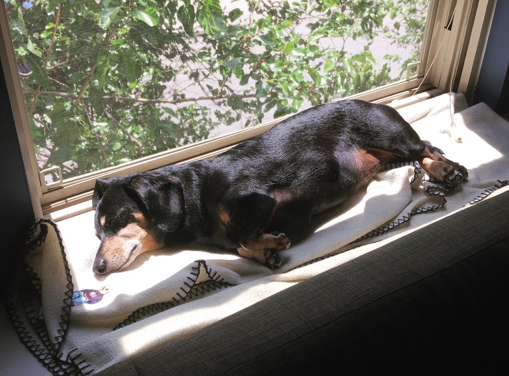 Dog-sleeping-on-window-sill
