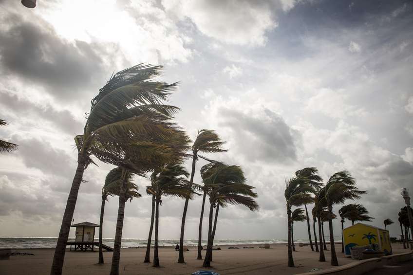 Palm tree blown by hurricane