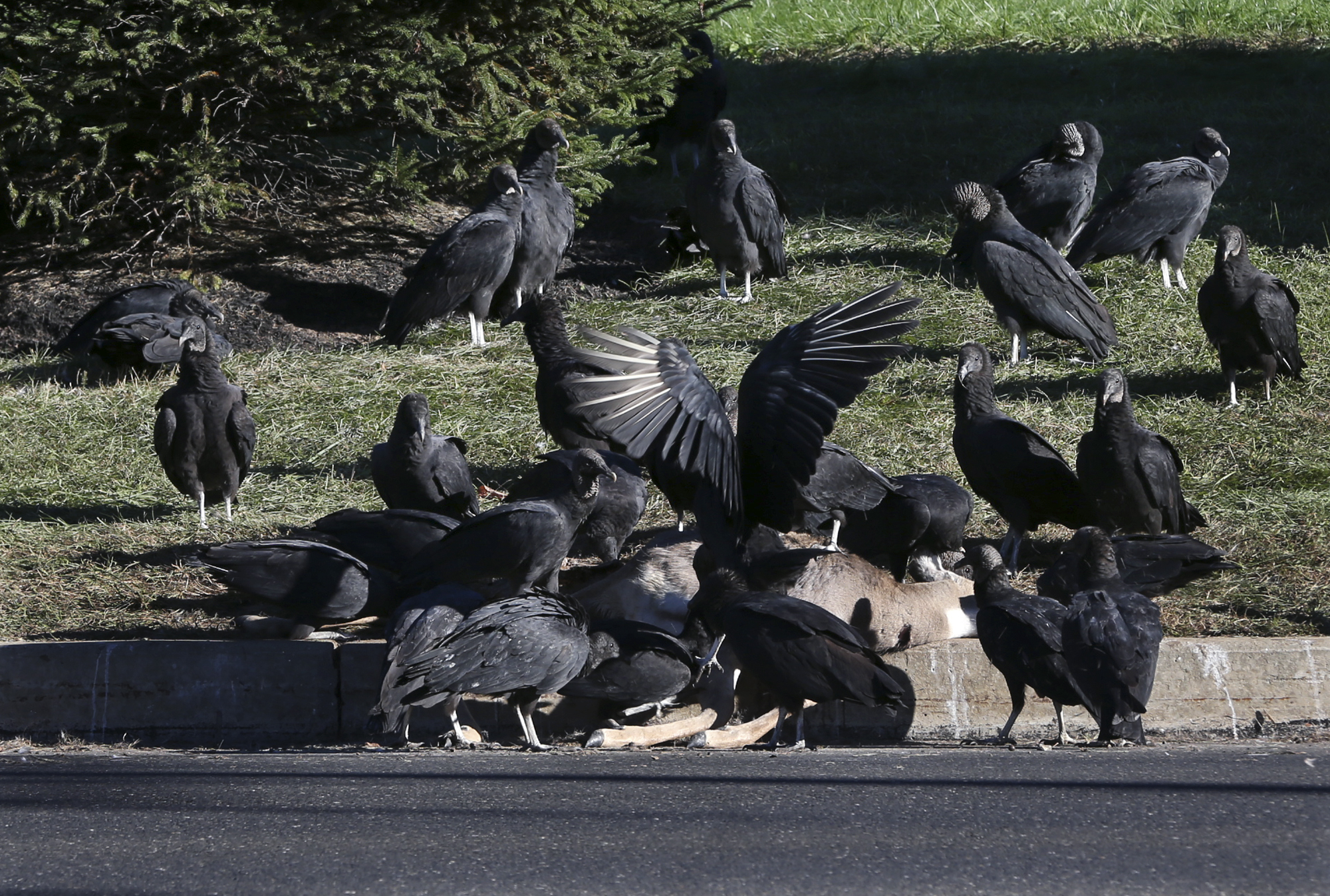 Turkey vultures dead deer road kill Newtown PA