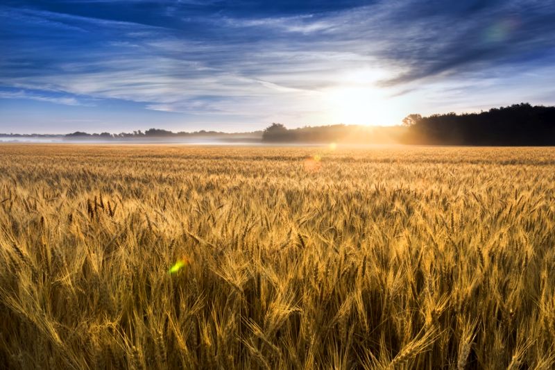Misty sunrise over a wheat field in Kansas