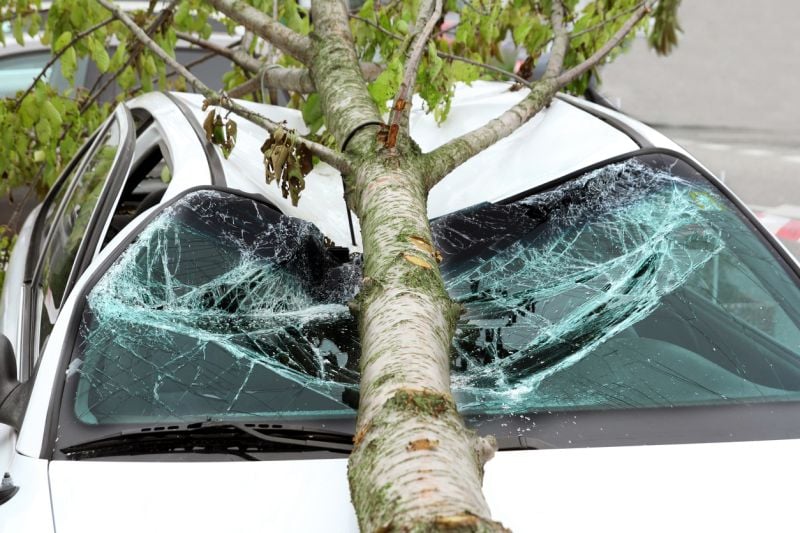 tree branch smashed car from wind storm